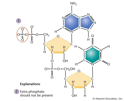 A Genetics Student Was Asked To Draw The Chemical ... | Chegg.com